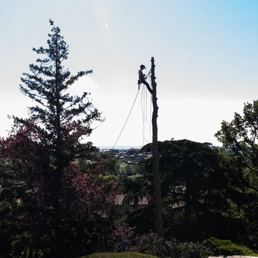 travaux elagage en hauteur