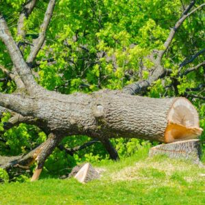 abattage d'arbre