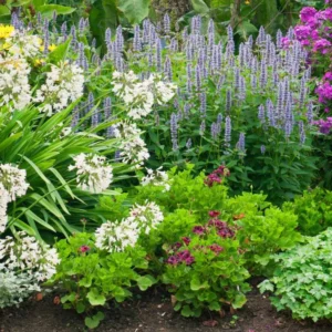 création de massif de fleurs et végétaux