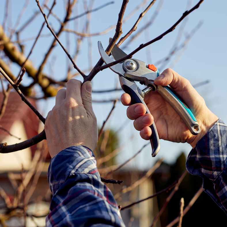 élagage d'un arbre fruitier