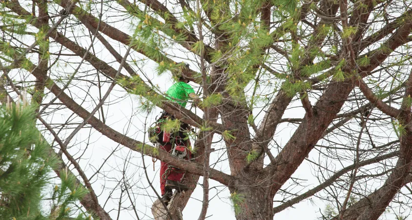 élagage d'arbre à Chabanière