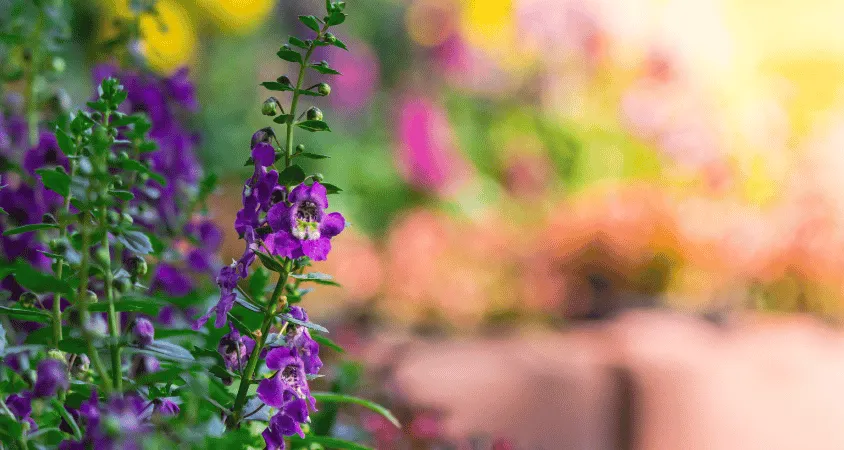 entretien jardin Saint Paul en Jarez (42740)