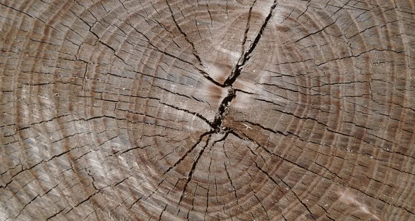 souche arbre après abattage